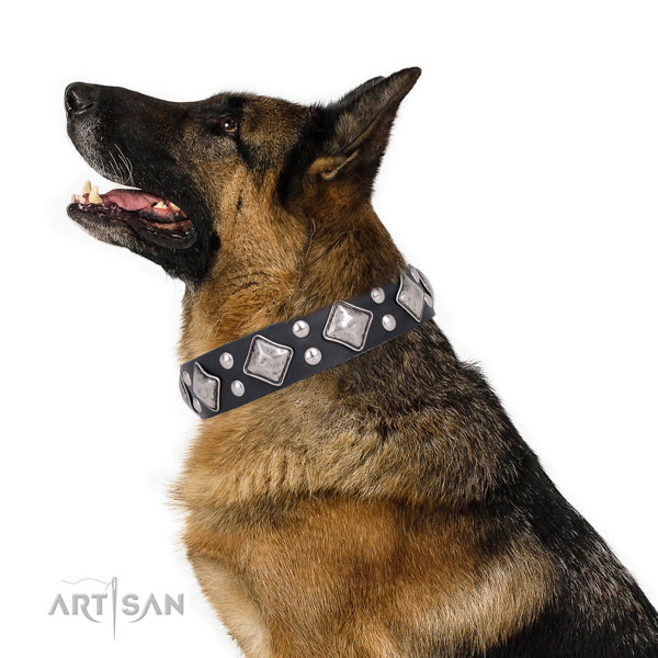 Everyday walking studded dog collar made of quality genuine leather
