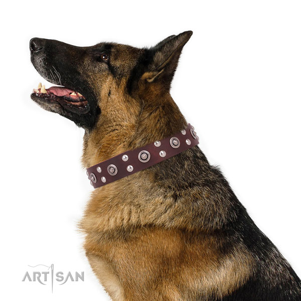 Comfortable wearing decorated dog collar made of reliable leather