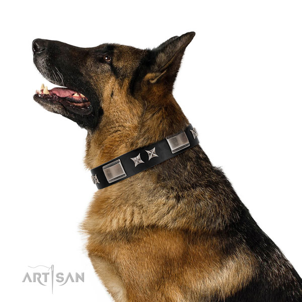 Walking top notch full grain leather dog collar with studs