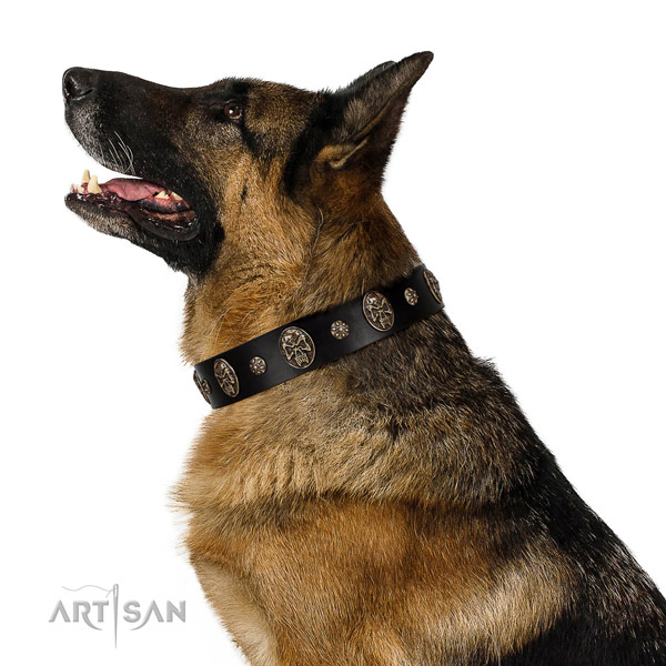 Stylish walking dog collar of genuine leather with stunning decorations