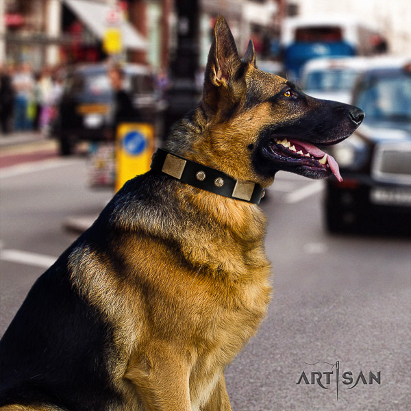 German-Shepherd Dog impressive adorned full grain natural leather dog collar for comfortable wearing