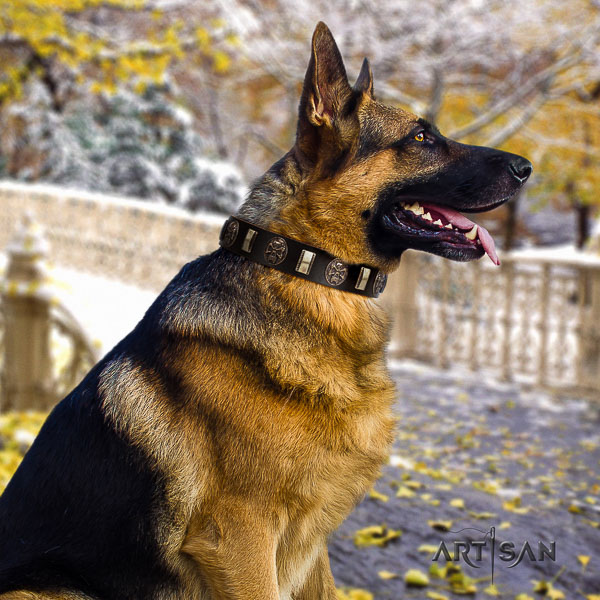 German-Shepherd Dog designer studded natural leather dog collar for comfy wearing