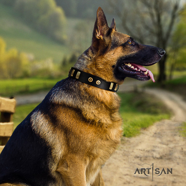 German-Shepherd Dog top notch adorned full grain leather dog collar for everyday use