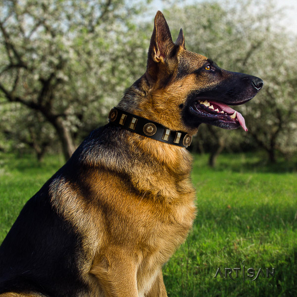 German-Shepherd Dog stylish design studded full grain leather dog collar for stylish walking