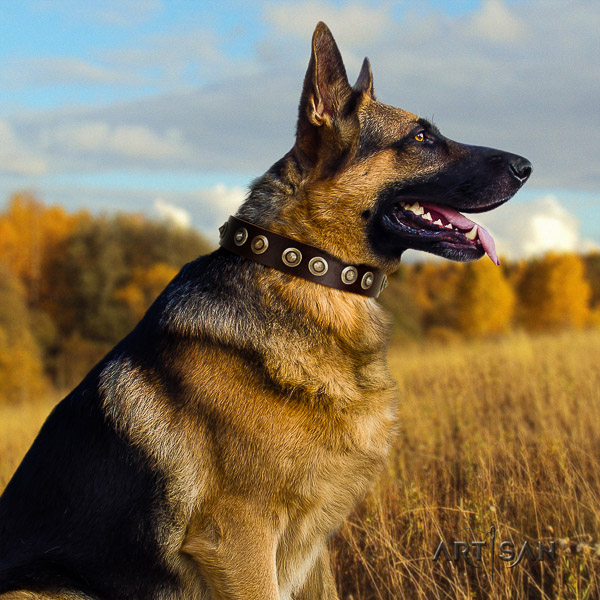 German-Shepherd Dog impressive decorated full grain genuine leather dog collar for stylish walking