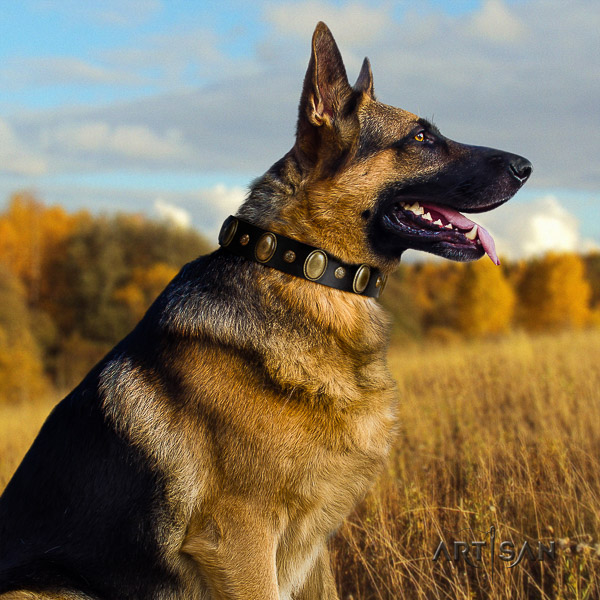 German-Shepherd Dog stylish design adorned genuine leather dog collar for stylish walking