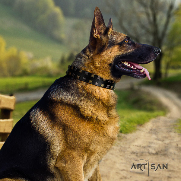 German-Shepherd Dog impressive studded genuine leather dog collar for daily use