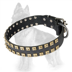 German-Shepherd Leather Dog Collar with Equally Set  Brass Square Studs at Edges