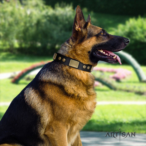 German-Shepherd convenient collar with significant embellishments for your canine