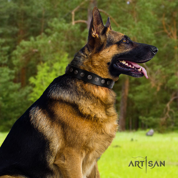 German-Shepherd exceptional full grain leather collar with studs for your pet