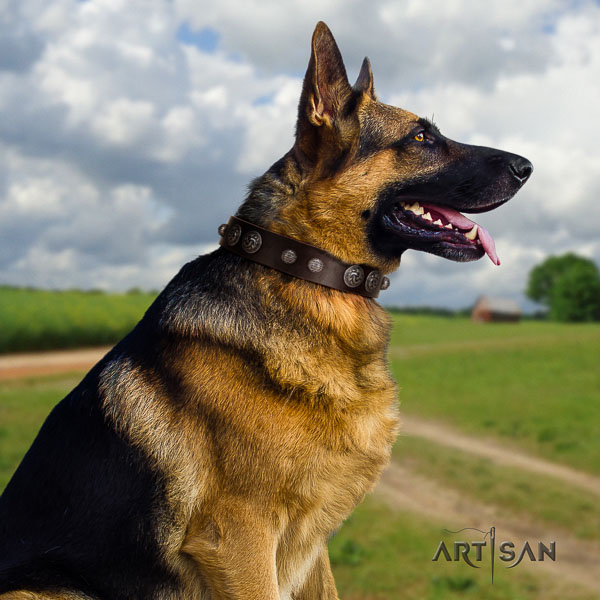 German-Shepherd top notch full grain genuine leather collar with embellishments for your four-legged friend