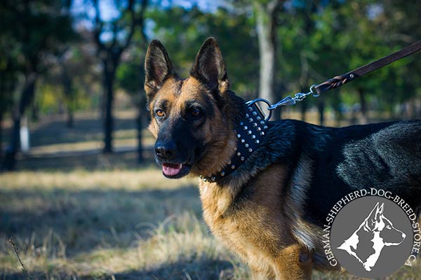 German-Shepherd black leather collar of genuine materials adorned with cones for stylish walks