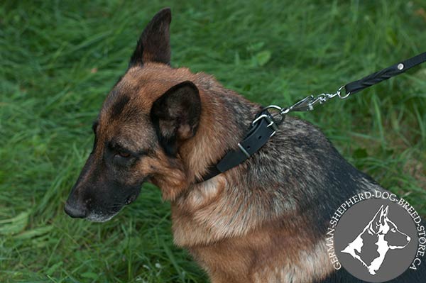 German-Shepherd black leather collar of genuine materials with traditional buckle for walking