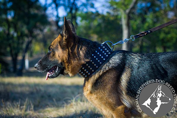 German-Shepherd black leather collar with durable nickel plated hardware for quality control