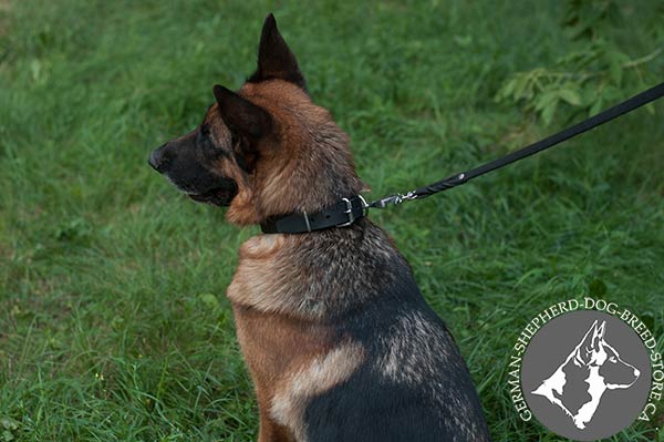 German-Shepherd black leather collar with non-corrosive nickel plated fittings for any activity