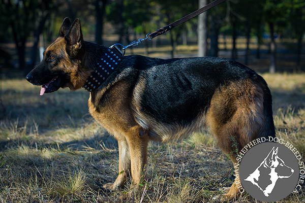 Studded Wide Leather German-Shepherd Collar for Everyday Activity