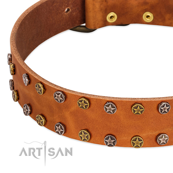 Everyday walking genuine leather dog collar with extraordinary embellishments