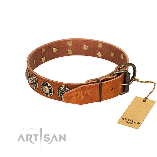 Corrosion proof buckle on everyday walking dog collar