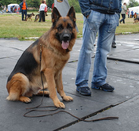 german shepherd leather leash