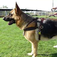 German shepherd no pull harness best sale